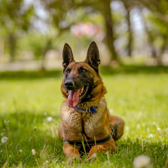 a shepherd dog laying in the grass