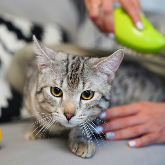 a cat being petted by a person with a banana