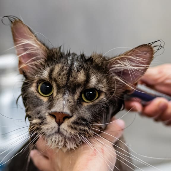a cat getting its hair washed with a brush