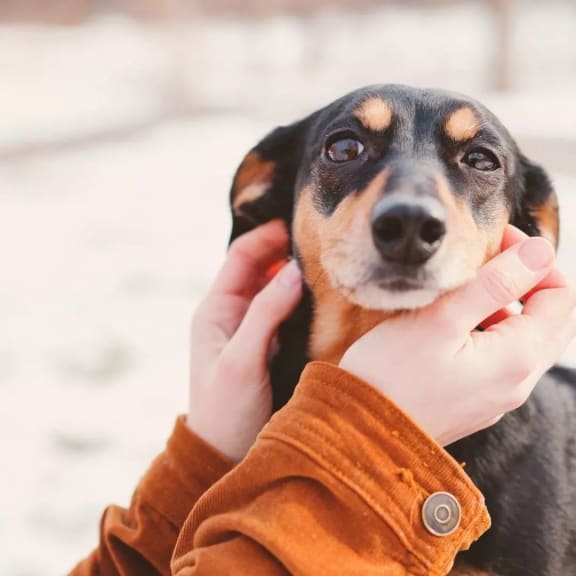 a person holding a dog wearing an orange jacket at Presidium Revelstoke, Texas
