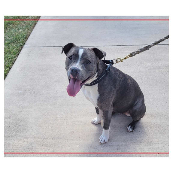 a black and white dog on a leash on a sidewalk  at Valor at Harlingen, Texas