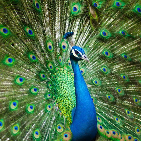 Peacock showing off feathers