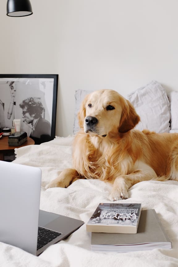 A golden retriever dog is lying on a bed with a laptop and a book.