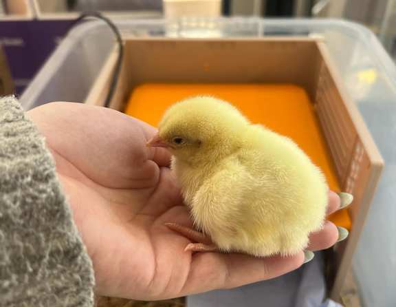 A person holding a small yellow chick in their hand.