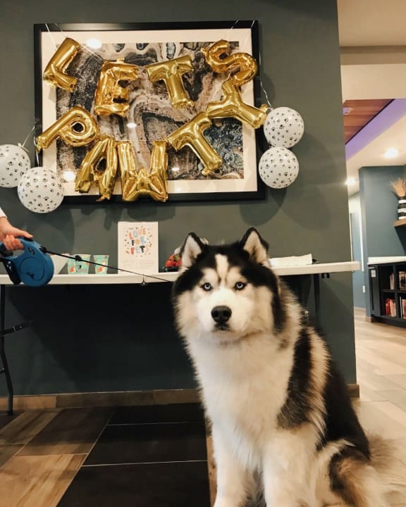 a white and black dog sitting in front of a wall with a picture of gold at Bluestone Flats, Minnesota, 55803