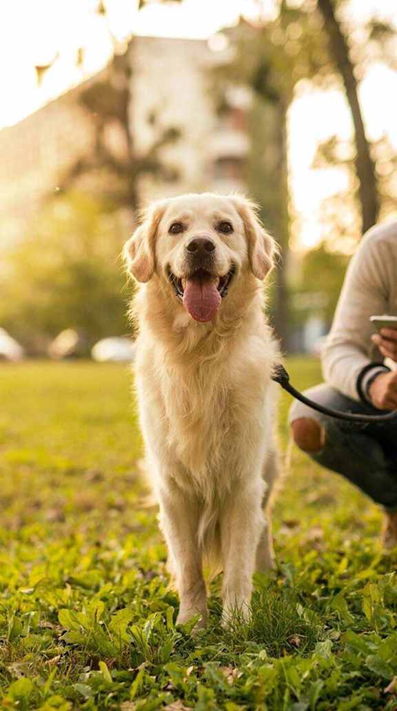 A man is sitting on the grass with his dog.