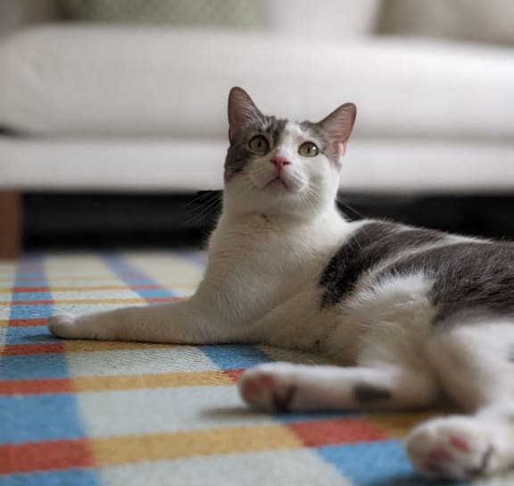 a gray and white cat laying on a colorful rug
