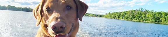 a dog sitting on the back of a boat on a lake