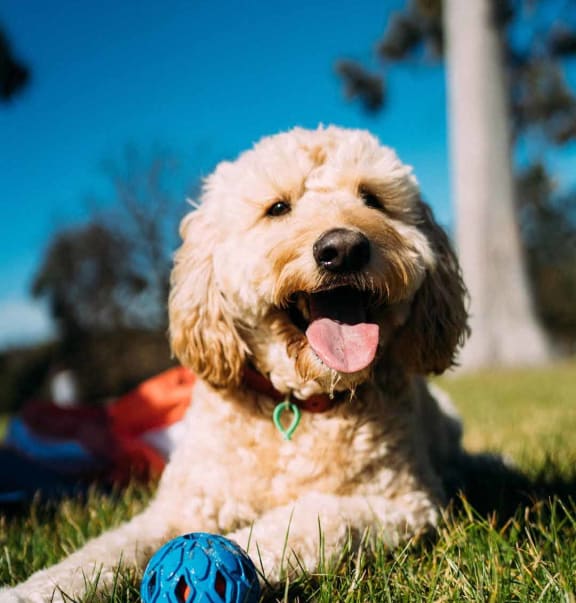 a dog laying in the grass with a ball