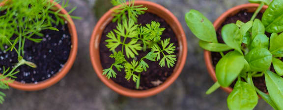 three pots of herbs on a table