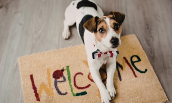 A dog is sitting on a doormat that says "welcome".