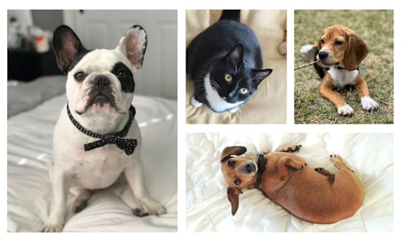 a collage of dogs and cats sitting on a bed