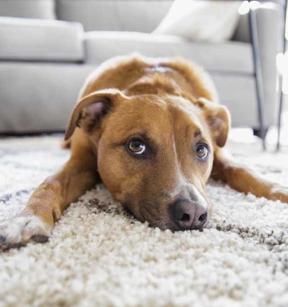 a dog laying on a carpet in a living room
