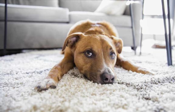 a dog laying on a carpet in a living room