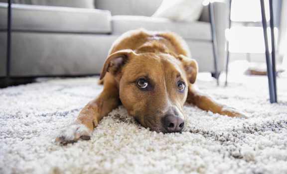 a dog laying on a carpet in a living room