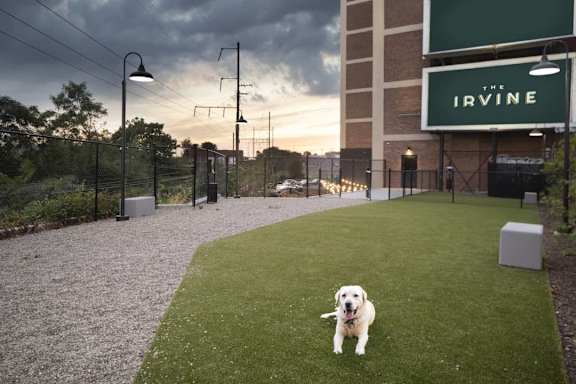 a white dog standing on the grass outside of the lynge building at The Irvine, Philadelphia