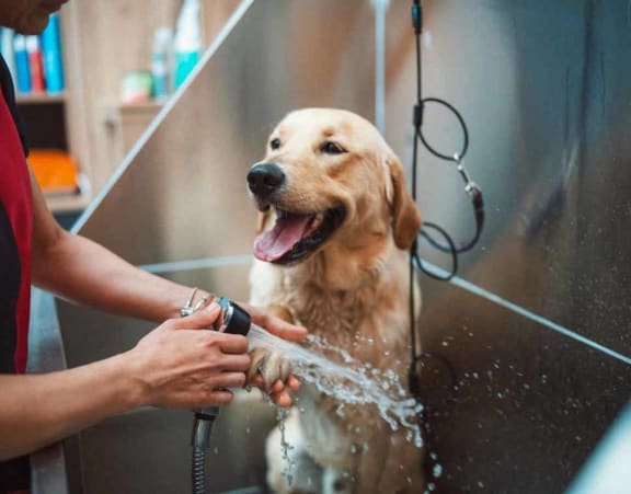 a dog getting a bath in a bathtub