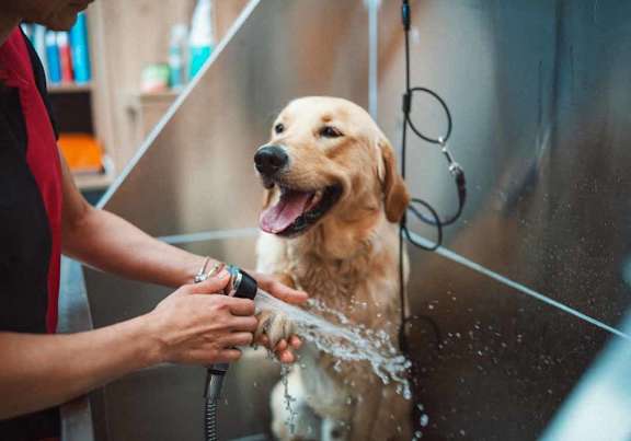 a dog getting a bath in a bathtub
