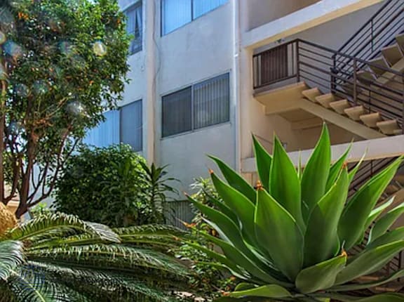 A green plant in front of a white building.
