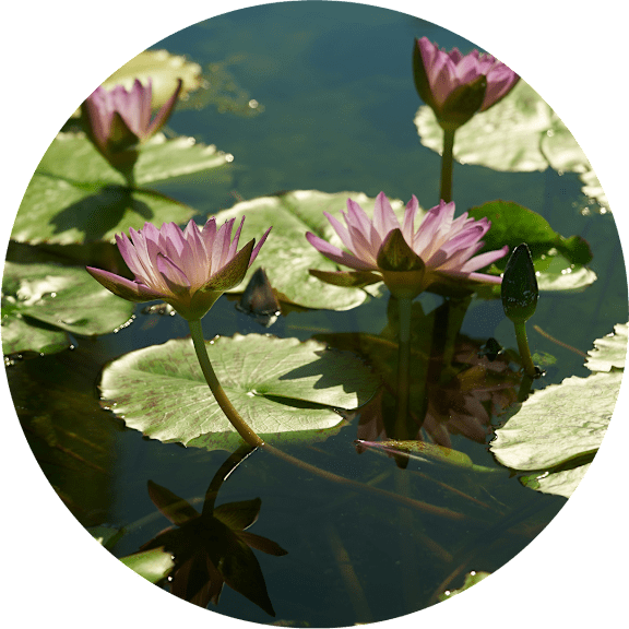 Pink lotus flowers in a pond.