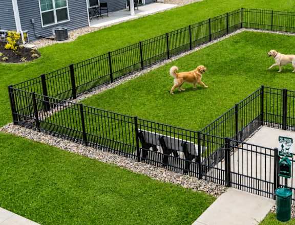 Three dogs are playing in a fenced yard.