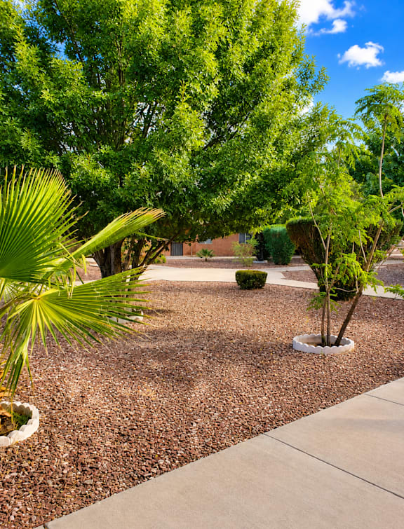 A small tree is planted in a white pot.