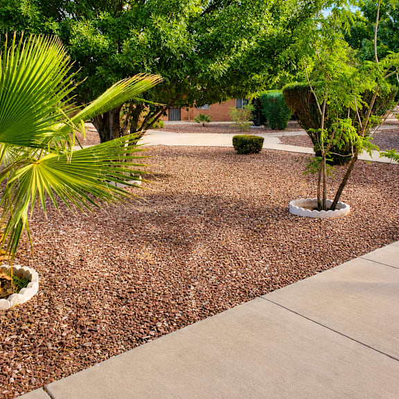 A small tree is planted in a white pot.