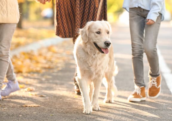 Pets  at Walden Oaks Anderson SC 29625