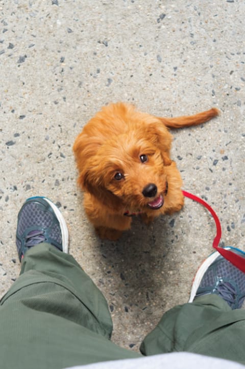 Small Brown Dog with Leash at The Aeronaut, Massachusetts, 02190