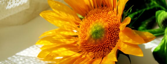 a sunflower in a vase on a table