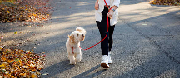a woman walking her dog on a leash down a street