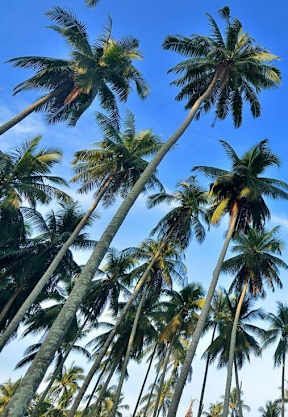 A cluster of tall palm trees reach up to the sky.