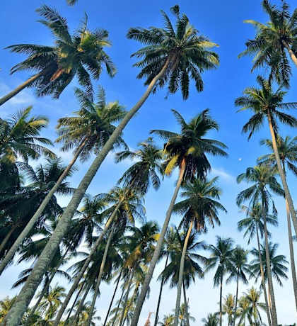 A cluster of tall palm trees reach up to the sky.