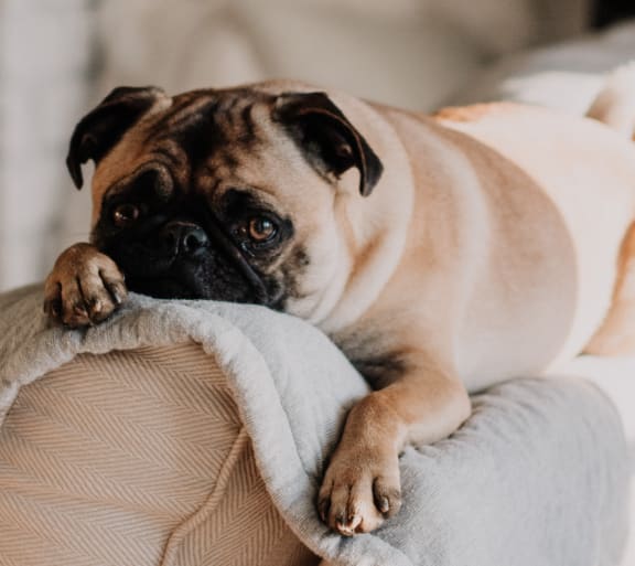a pug dog laying on a blanket on a couch