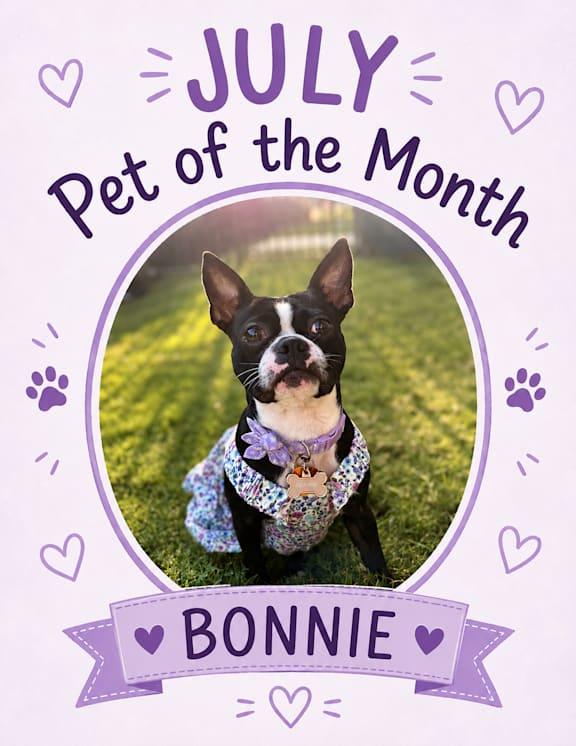 A cute dog with a pink bow on its head is the June Pet of the Month.