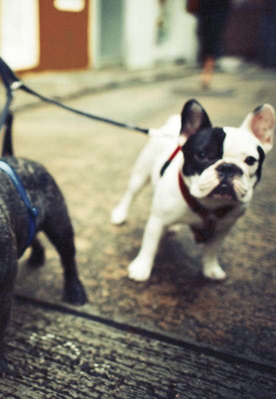 Pet-Friendly Community at Retreat at Crosstown, Riverview, Florida