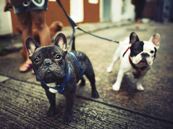 Pet-Friendly Community at Retreat at Crosstown, Riverview, Florida