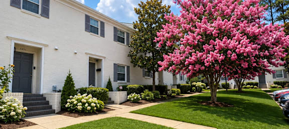 A white house with a pink flowering tree in front.