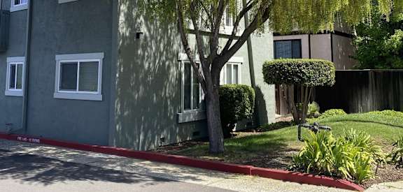 A tree with long hanging branches in front of a grey building.