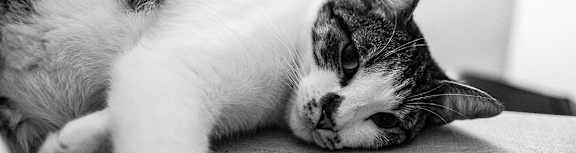 a black and white photo of a cat laying on the floor