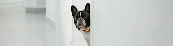 A black and white dog peeks out from behind a white wall.