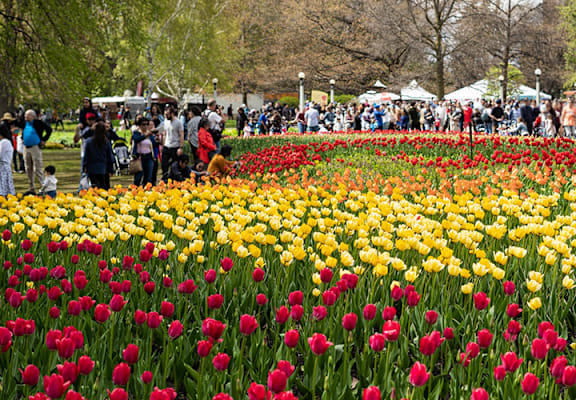 A field of red, yellow and pink tulips with people walking around.