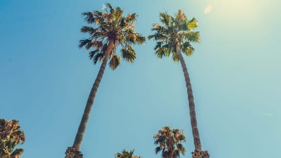 three tall palm trees against a blue sky