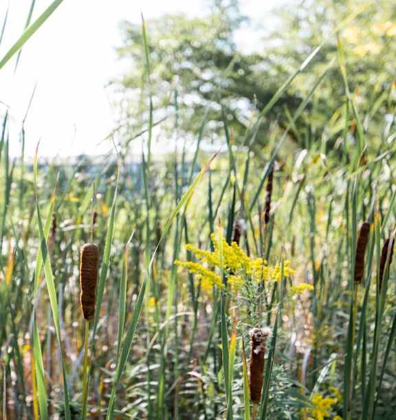 Stock image of green plants and grass
