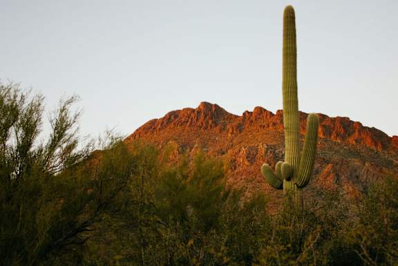 A tall cactus stands in front of a mountain.