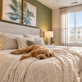A dog is sleeping on a bed with a white comforter.