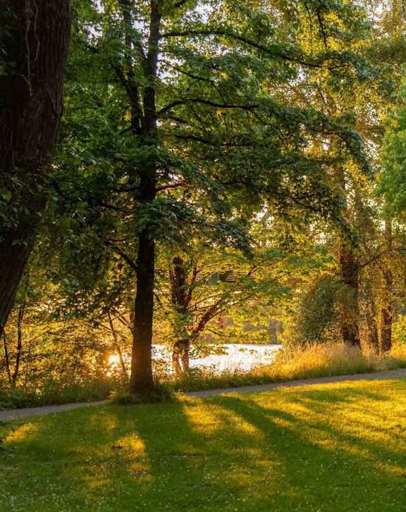 A pathway in a lush green forest with sunlight filtering through the trees.