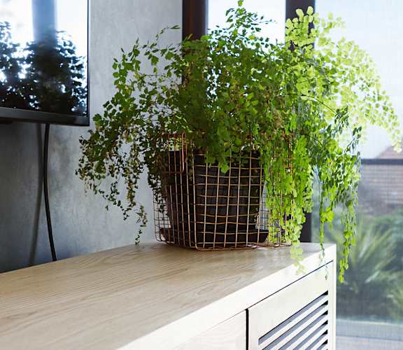 plant
