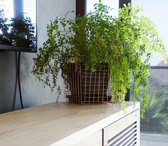 a plant on a desk in front of a window