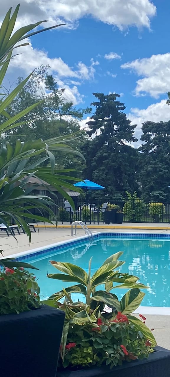 A pool surrounded by trees and plants.